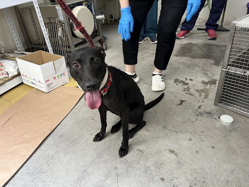 臺北市動物之家,編號:415917, 混種犬          