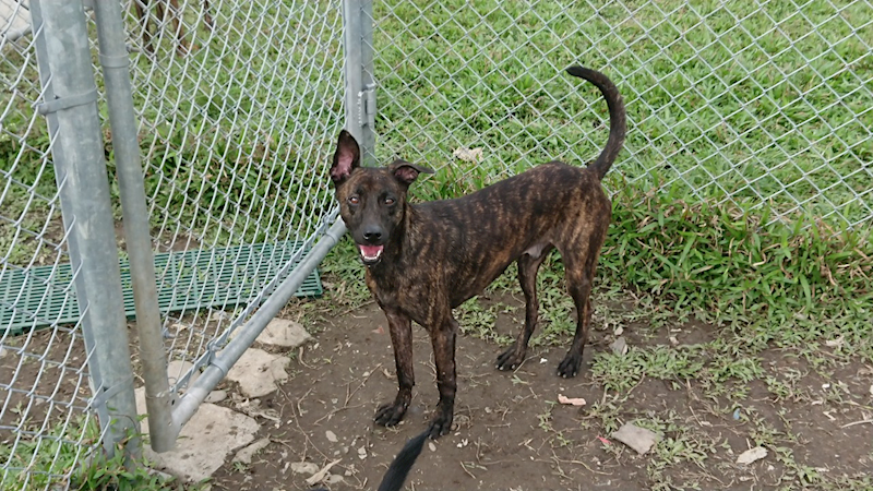 臺北市動物之家,編號:112127, 混種犬          