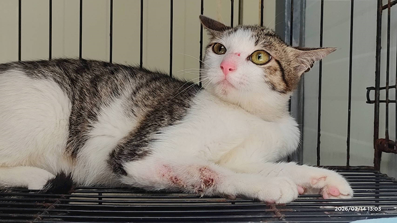 臺北市動物之家,編號:442872, 混種貓                 