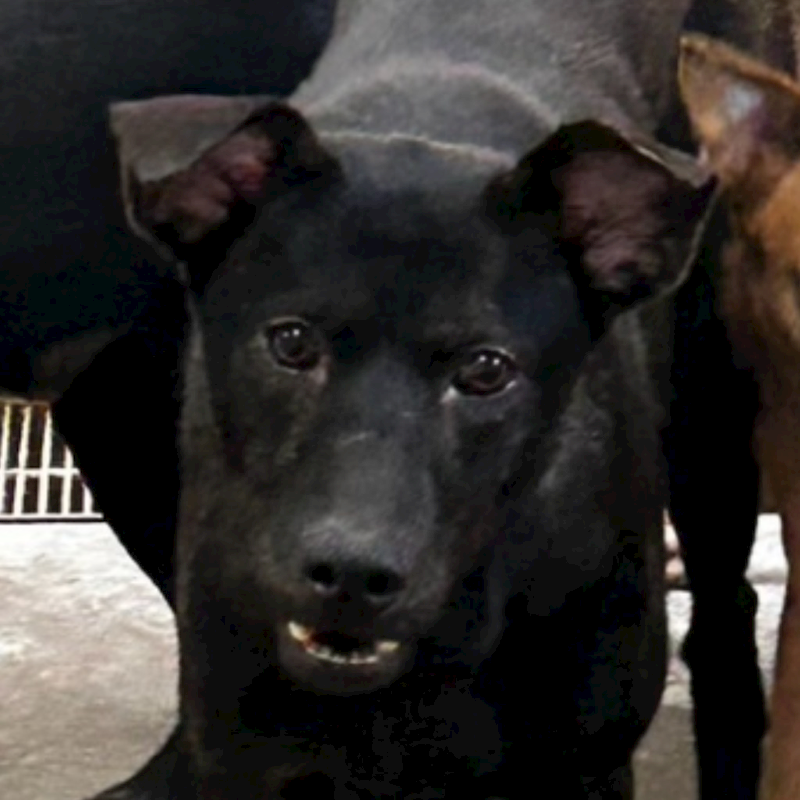 澎湖縣流浪動物收容中心,編號:277743, 混種犬          