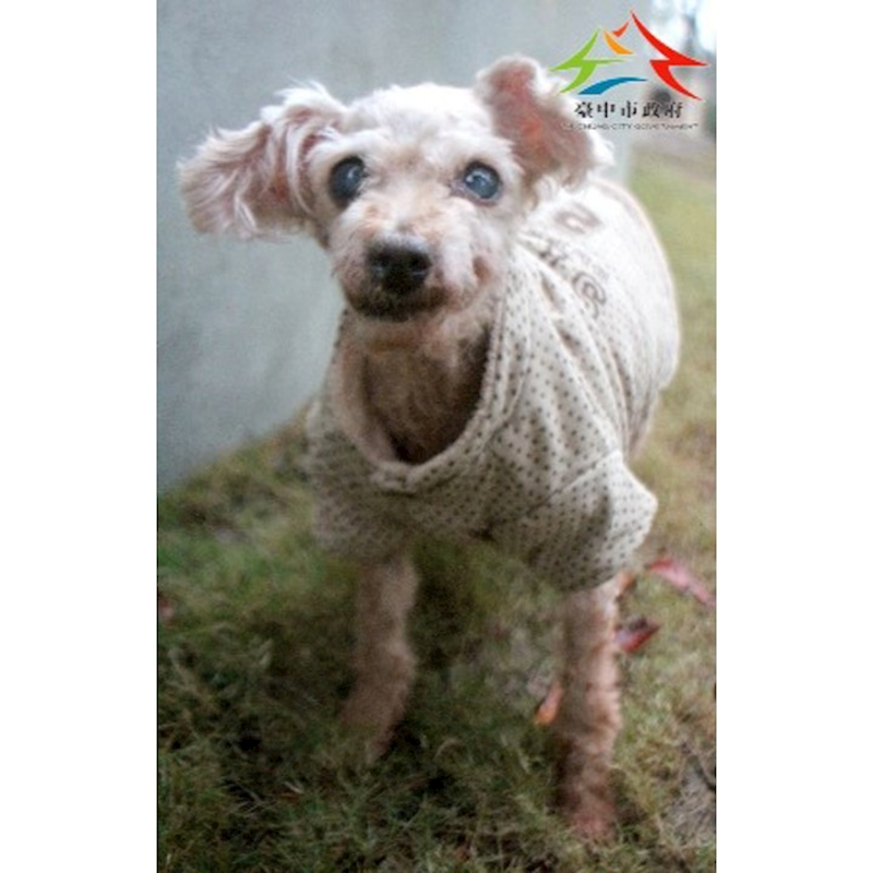 臺中市動物之家后里園區,編號:443391, 混種犬          