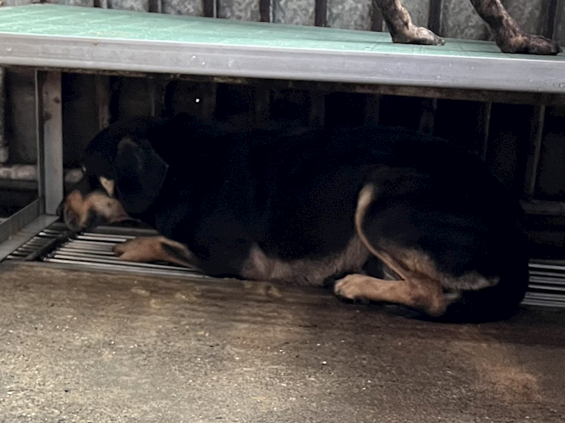 彰化縣流浪狗中途之家,編號:445605, 混種犬          