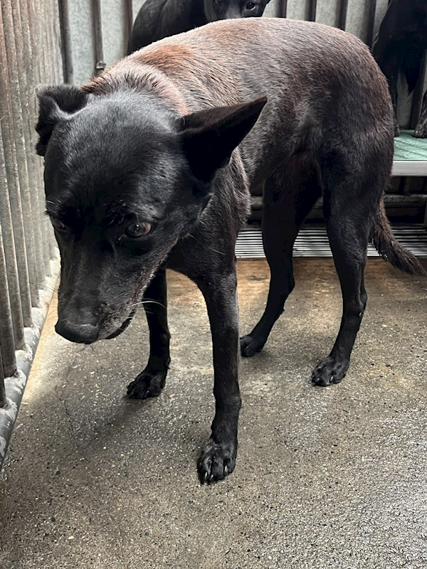 彰化縣流浪狗中途之家,編號:445606, 混種犬          