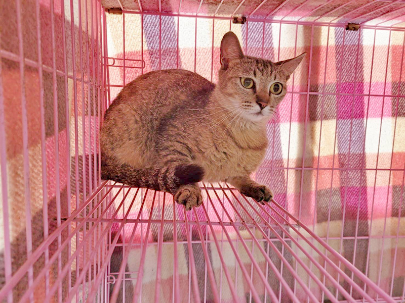 臺北市動物之家,編號:355328, 混種貓                 
