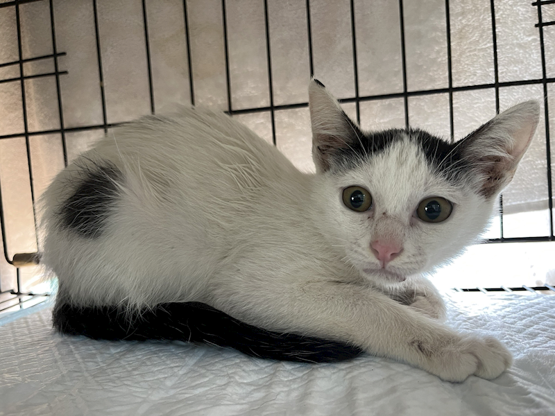 臺北市動物之家,編號:391676, 混種貓                 