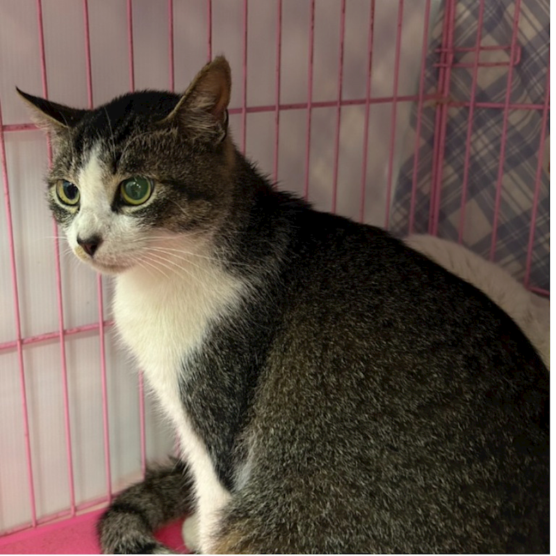 臺北市動物之家,編號:394959, 混種貓                 