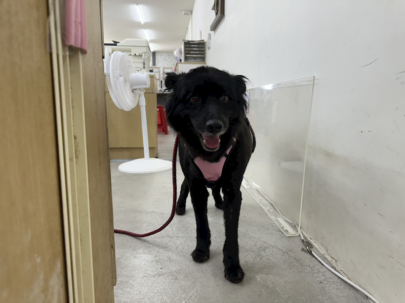 臺北市動物之家,編號:416758, 混種犬          