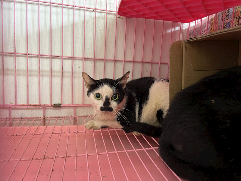 臺北市動物之家,編號:379710, 混種貓                 