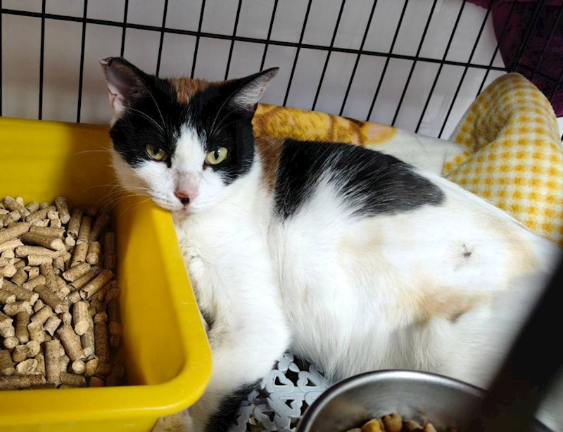 新北市板橋區公立動物之家,編號:445709, 混種貓                 