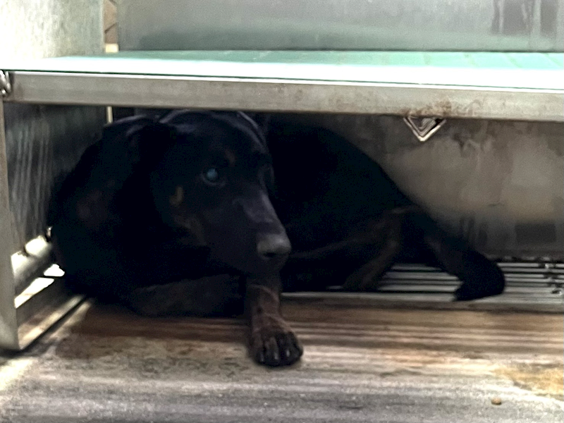 彰化縣流浪狗中途之家,編號:445663, 混種犬          