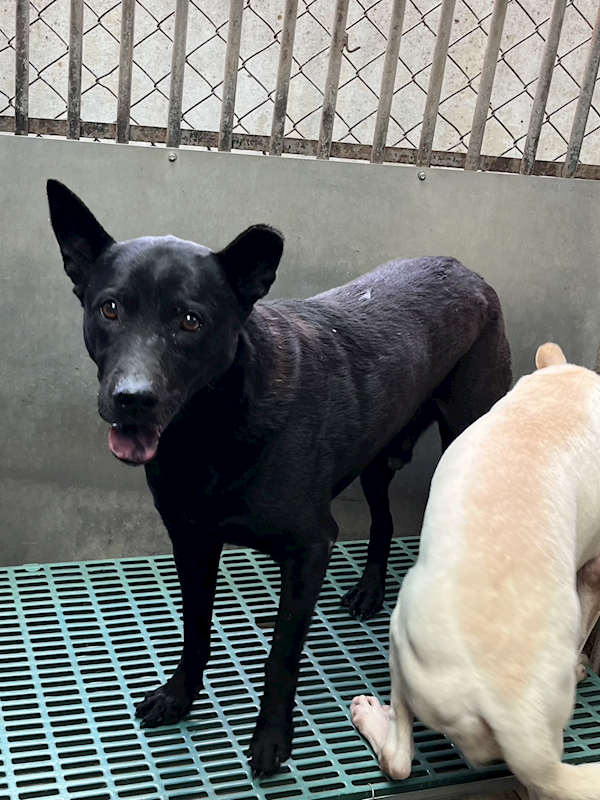 彰化縣流浪狗中途之家,編號:445660, 混種犬          