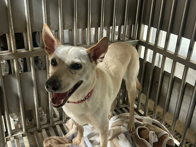 新北市板橋區公立動物之家,編號:444861, 混種犬          