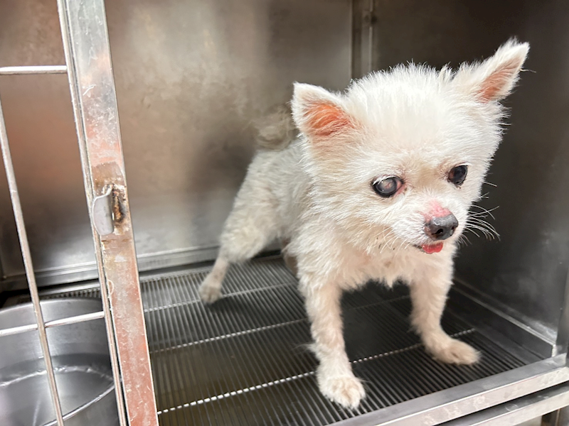 高雄市壽山動物保護教育園區,編號:445734, 博美犬         