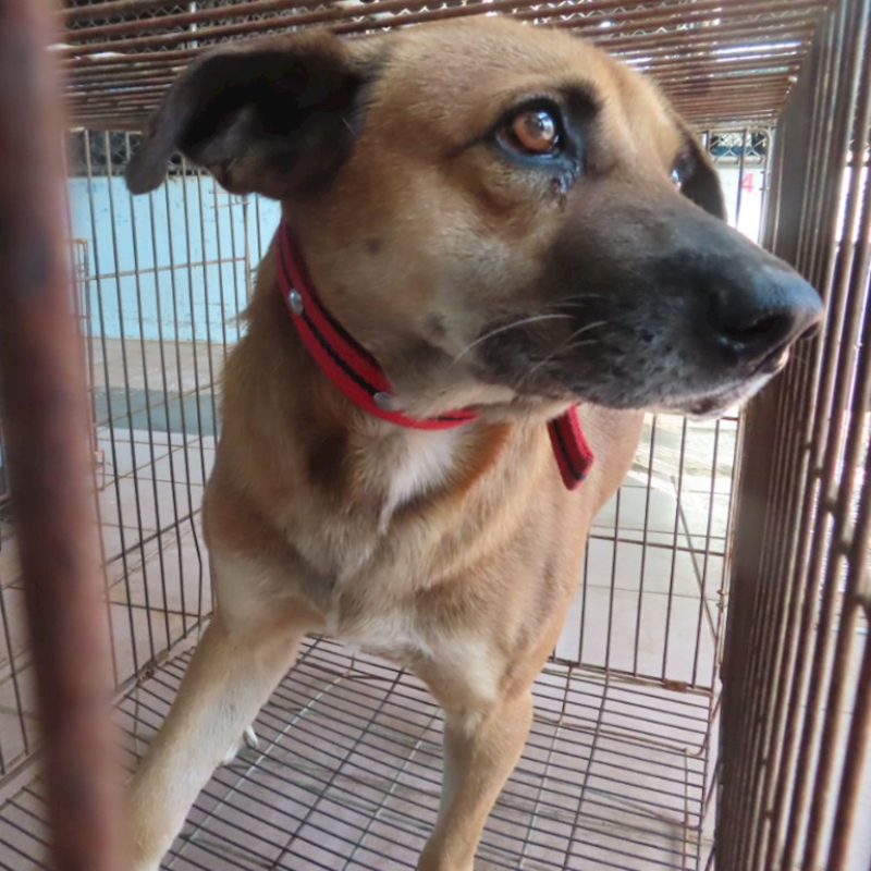 臺南市動物之家灣裡站,編號:391284, 混種犬          