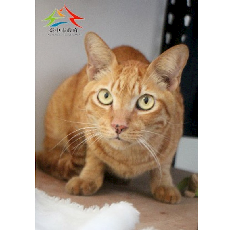 臺中市動物之家后里園區,編號:444663, 混種貓                 