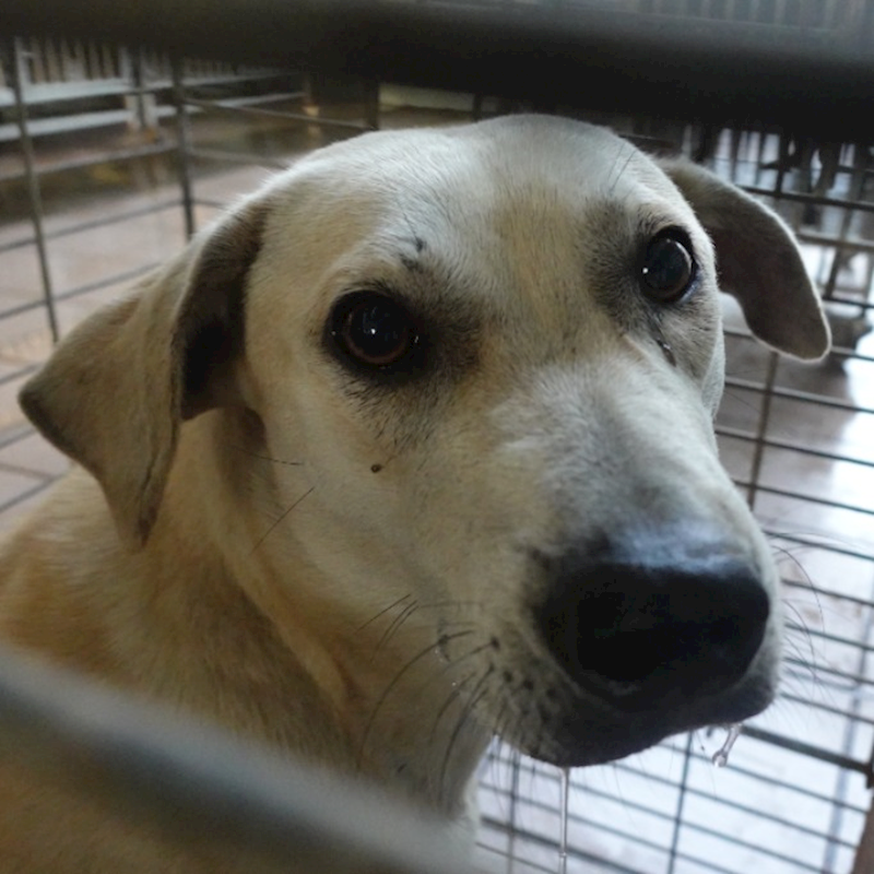 臺南市動物之家灣裡站,編號:435911, 混種犬          