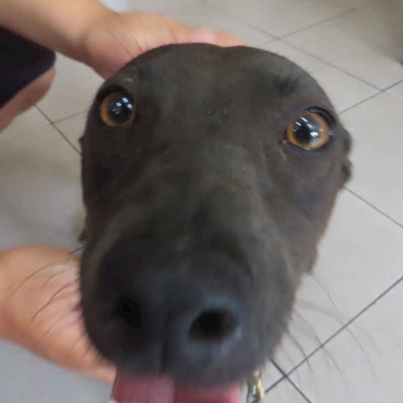 臺南市動物之家灣裡站,編號:363095, 混種犬          