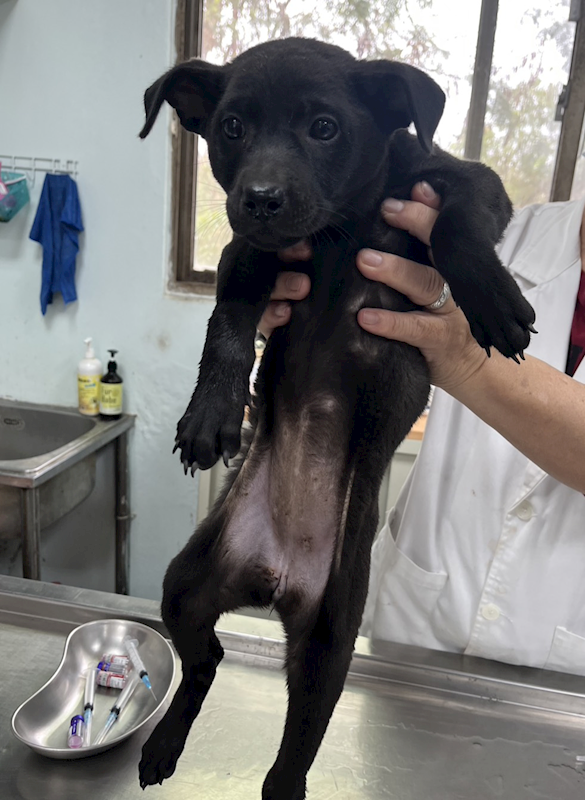 彰化縣流浪狗中途之家,編號:443623, 混種犬          