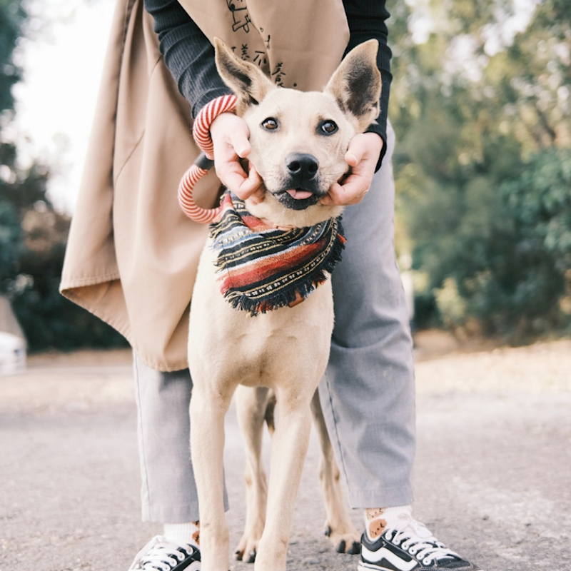 彰化縣流浪狗中途之家,編號:440219, 混種犬          