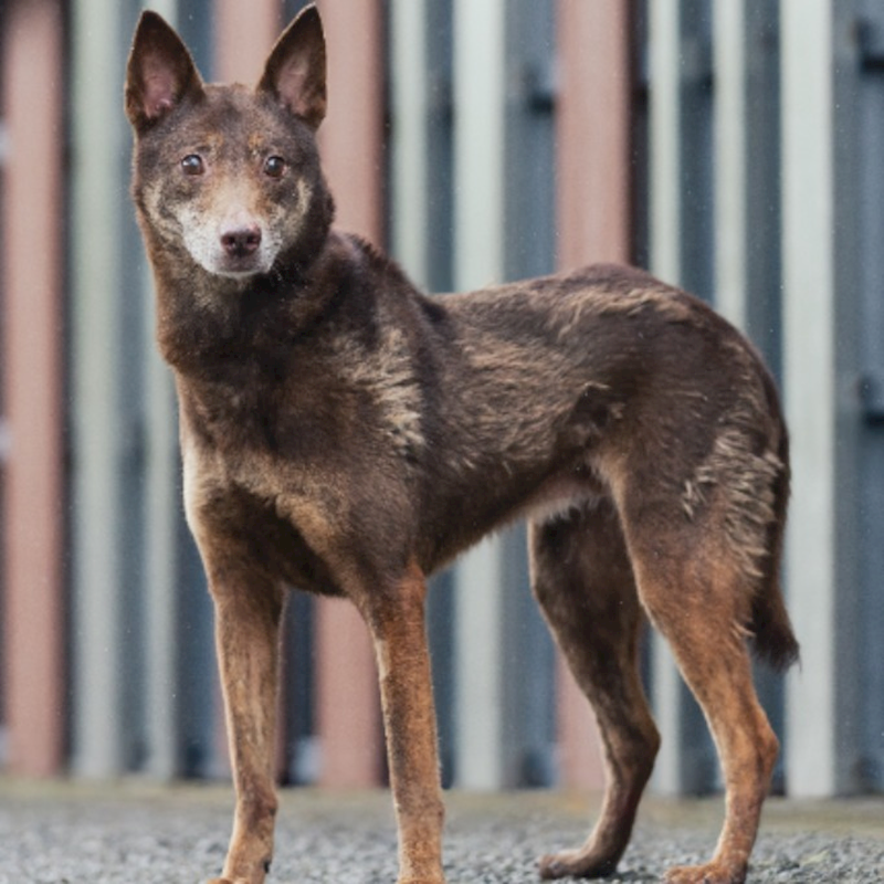 新北市三芝區公立動物之家,編號:47238, 混種犬          
