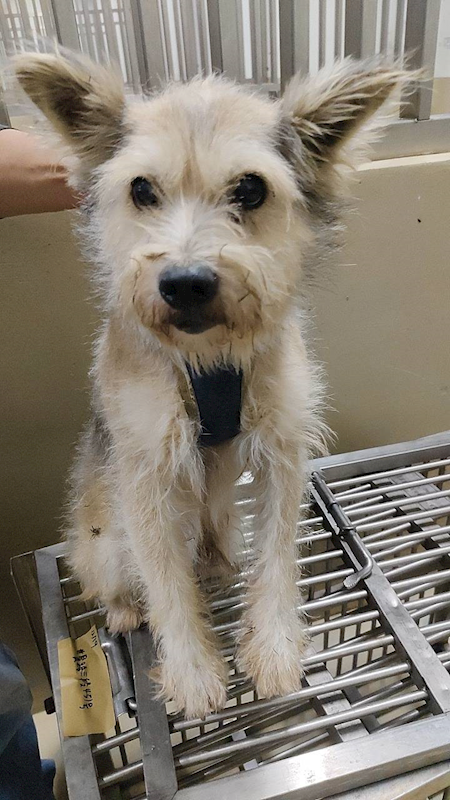 嘉義市動物保護教育園區,編號:435713, 混種犬          