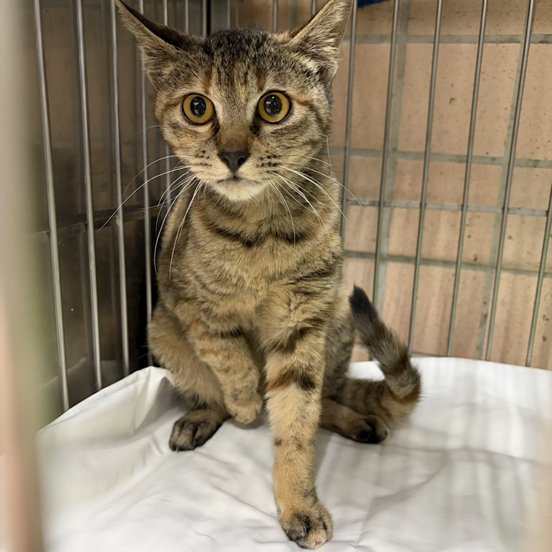 新北市淡水區公立動物之家,編號:444765, 混種貓                 