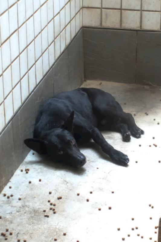 宜蘭縣流浪動物中途之家,編號:445864, 混種犬          