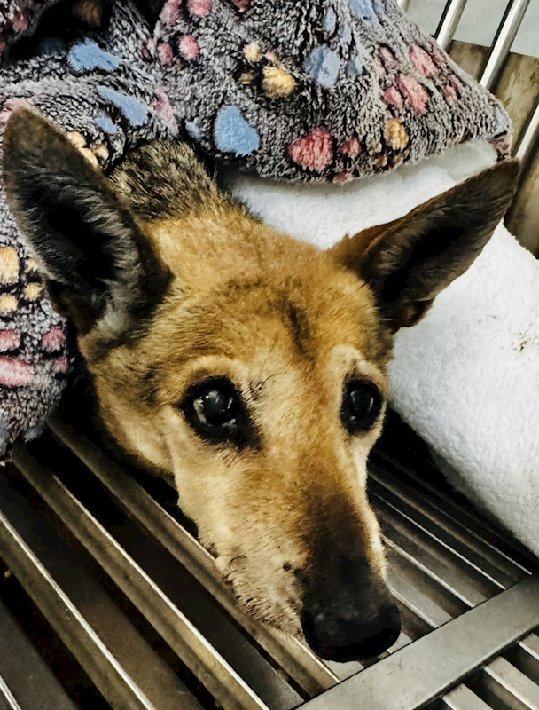 新北市板橋區公立動物之家,編號:445851, 混種犬          