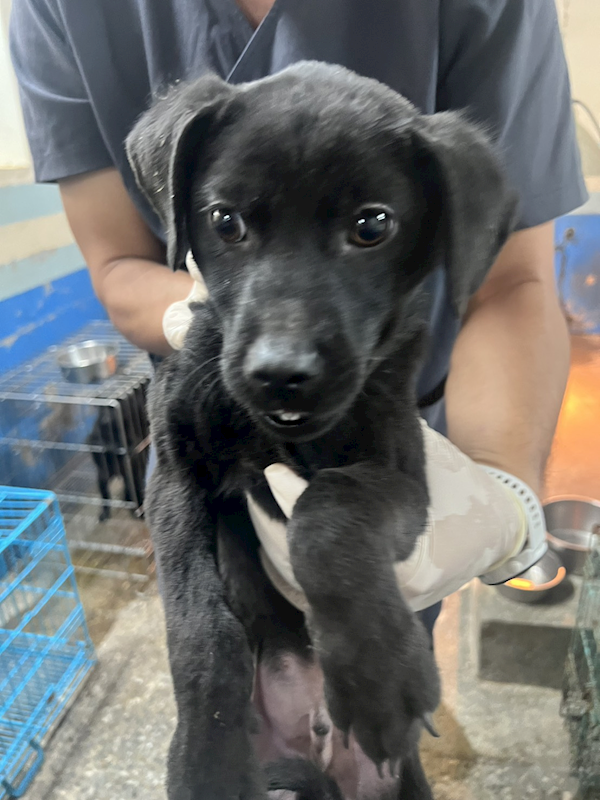 苗栗縣動物保護教育園區,編號:445849, 混種犬          