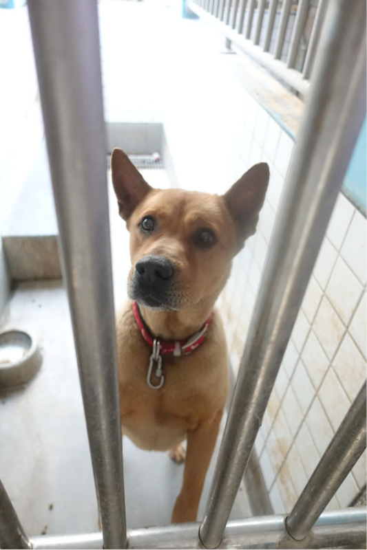 宜蘭縣流浪動物中途之家,編號:444565, 混種犬          