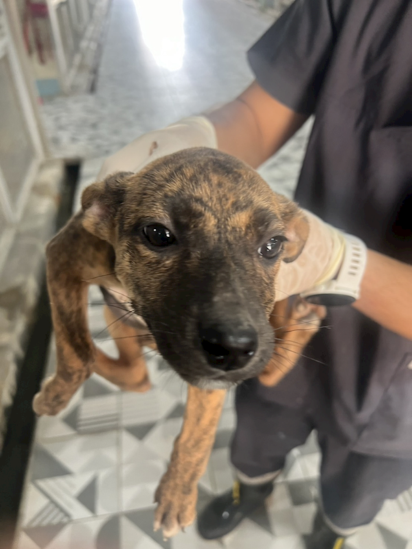 苗栗縣動物保護教育園區,編號:445837, 混種犬          