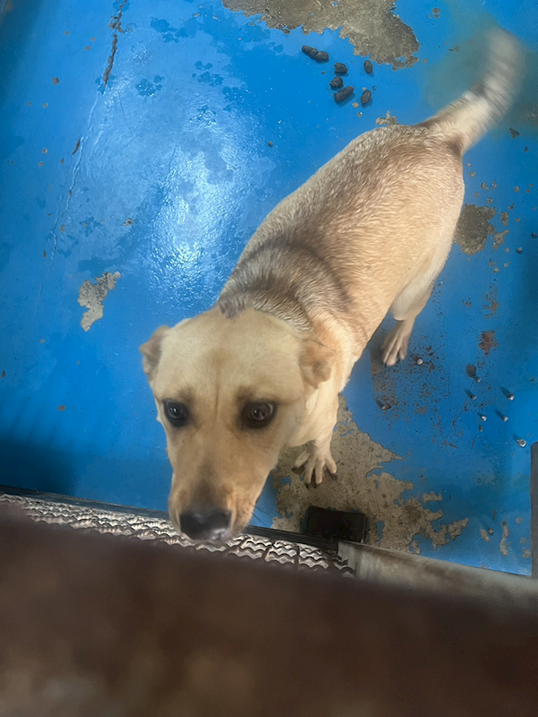 苗栗縣動物保護教育園區,編號:445825, 混種犬          