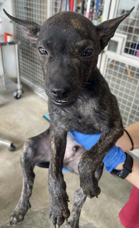 花蓮縣狗貓躍動園區,編號:429894, 混種犬          