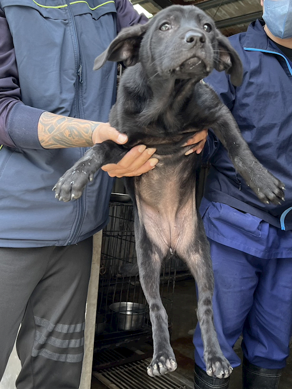 彰化縣流浪狗中途之家,編號:445808, 混種犬          