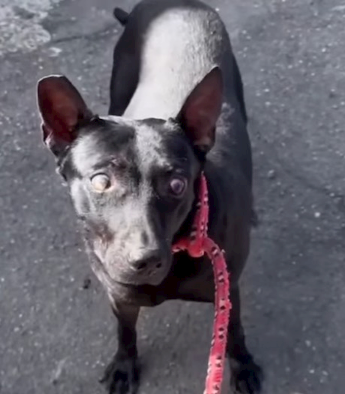 新北市新店區公立動物之家,編號:445795, 混種犬          