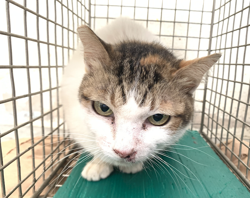 臺北市動物之家,編號:445512, 混種貓                 