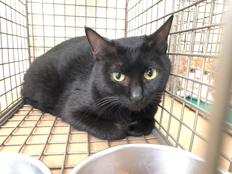 臺北市動物之家,編號:436375, 混種貓                 