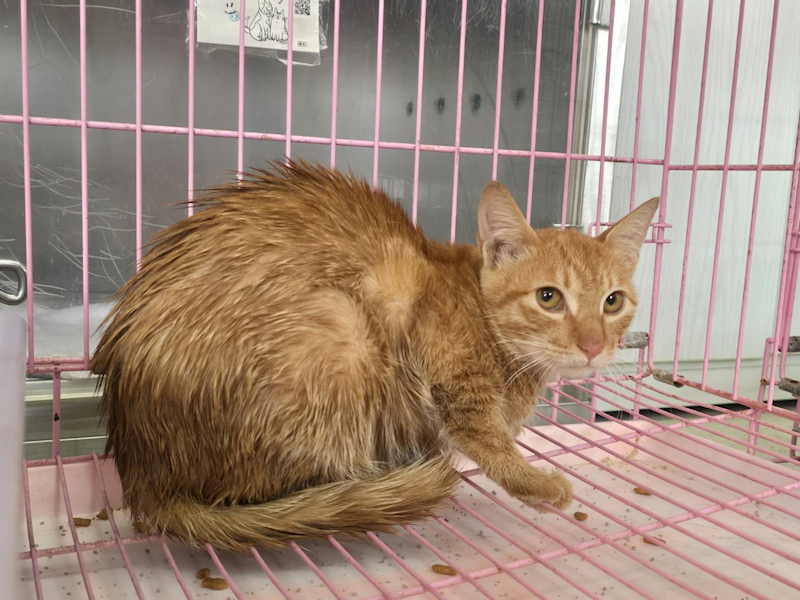 臺北市動物之家,編號:438530, 混種貓                 