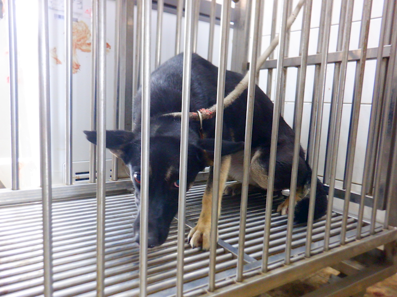 南投縣公立動物收容所,編號:445762, 混種犬          