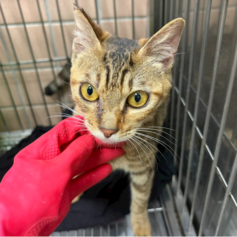 新北市淡水區公立動物之家,編號:445636, 混種貓                 