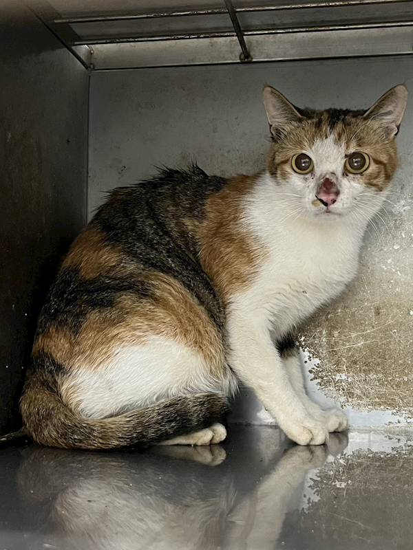 彰化縣流浪狗中途之家,編號:438394, 混種貓                 