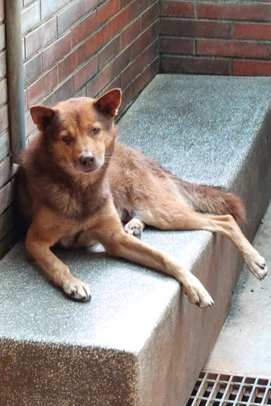 宜蘭縣流浪動物中途之家,編號:445982, 混種犬          