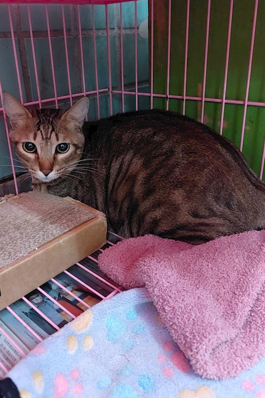 宜蘭縣流浪動物中途之家,編號:445986, 混種貓                 