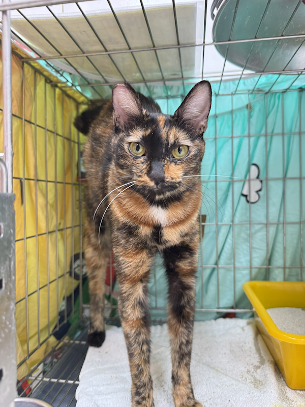 新北市八里區公立動物之家,編號:445964, 混種貓                 