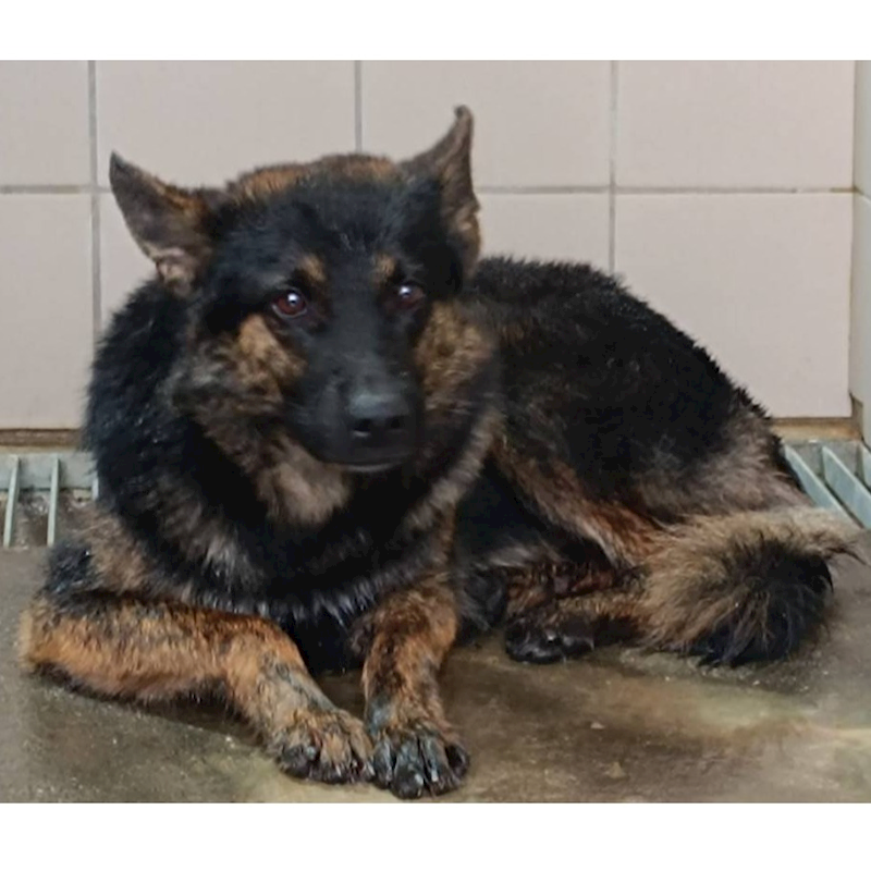 花蓮縣狗貓躍動園區,編號:442449, 混種犬          