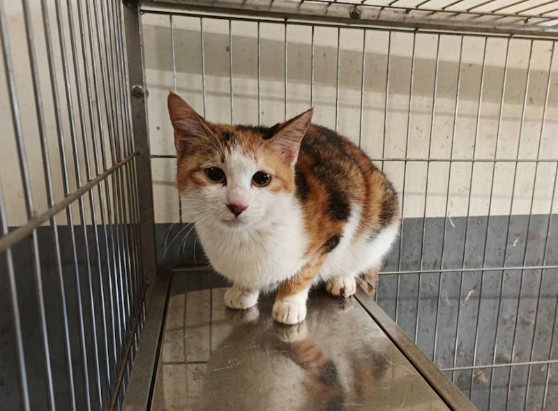 新竹市動物保護教育園區,編號:444878, 混種貓                 