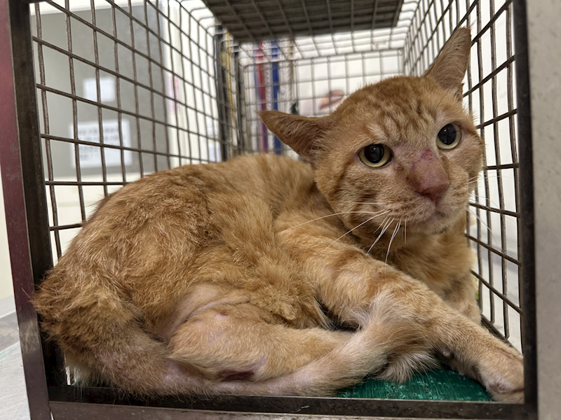 臺北市動物之家,編號:415579, 混種貓                 