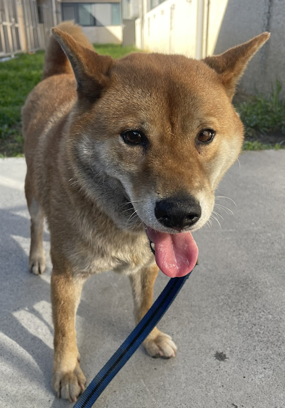 花蓮縣狗貓躍動園區,編號:421772, 混種犬          