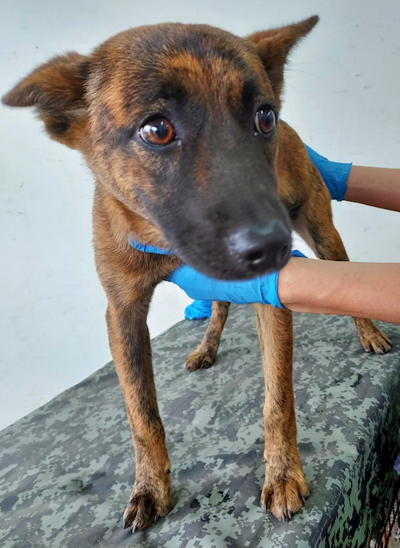 花蓮縣狗貓躍動園區,編號:397271, 混種犬          