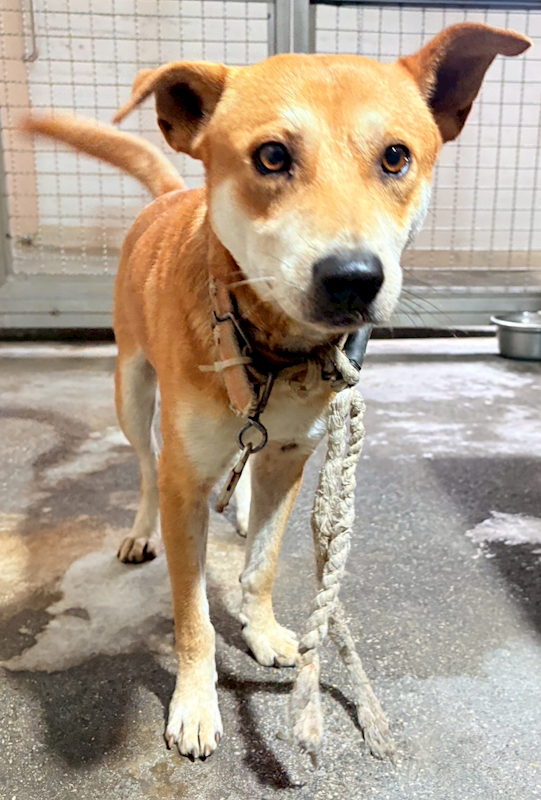 花蓮縣狗貓躍動園區,編號:439728, 混種犬          